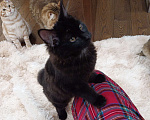Кошки в Москве: Черный котёнок Мальчик, 35 000 руб. - фото 3