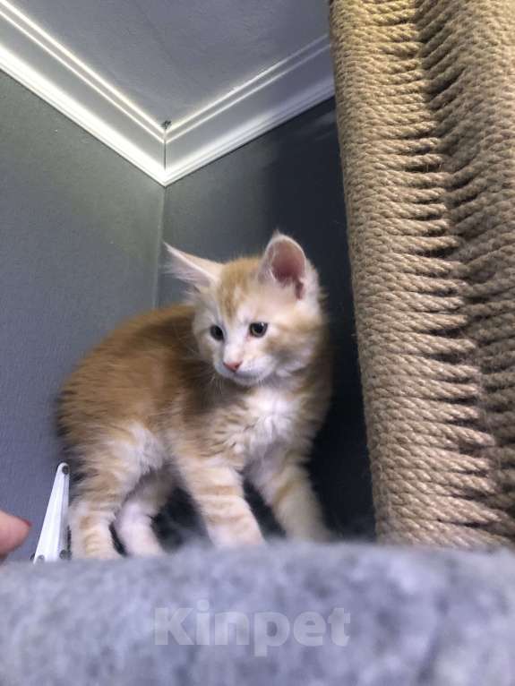 Кошки в Санкт-Петербурге: Персик Мальчик, 15 000 руб. - фото 2