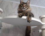 Кошки в Кемерово: Котенок Мейн-кун Разнополые, 50 000 руб. - фото 8