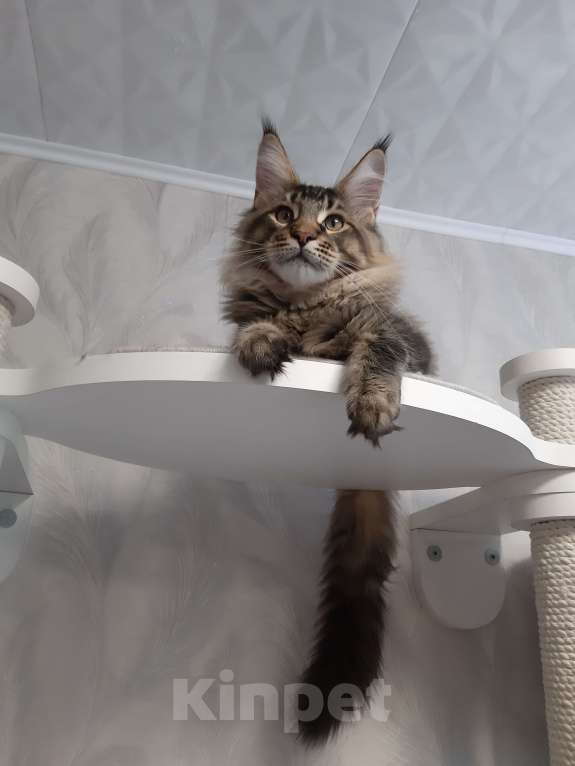 Кошки в Кемерово: Котенок Мейн-кун Разнополые, 50 000 руб. - фото 8