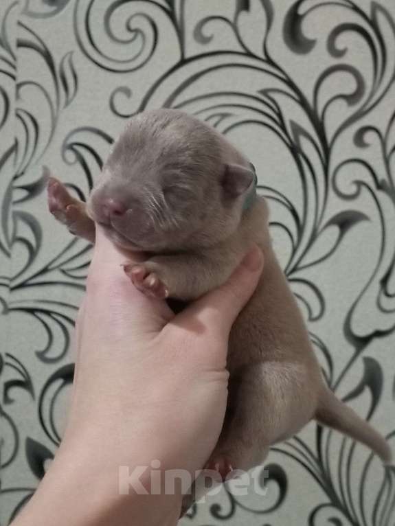 Собаки в Санкт-Петербурге: американский булли Девочка, Бесплатно - фото 3