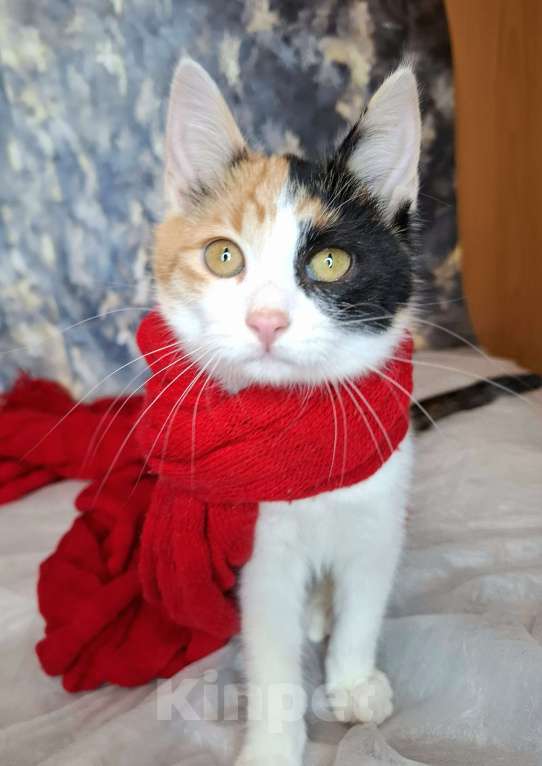 Кошки в Москве: Трехцветный котёнок в добрые руки  Девочка, Бесплатно - фото 6