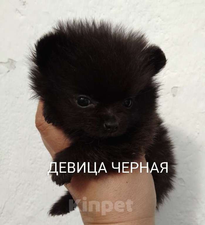 Собаки в Москве: Щенки Помчи миниатюрные Мальчик, 15 000 руб. - фото 1