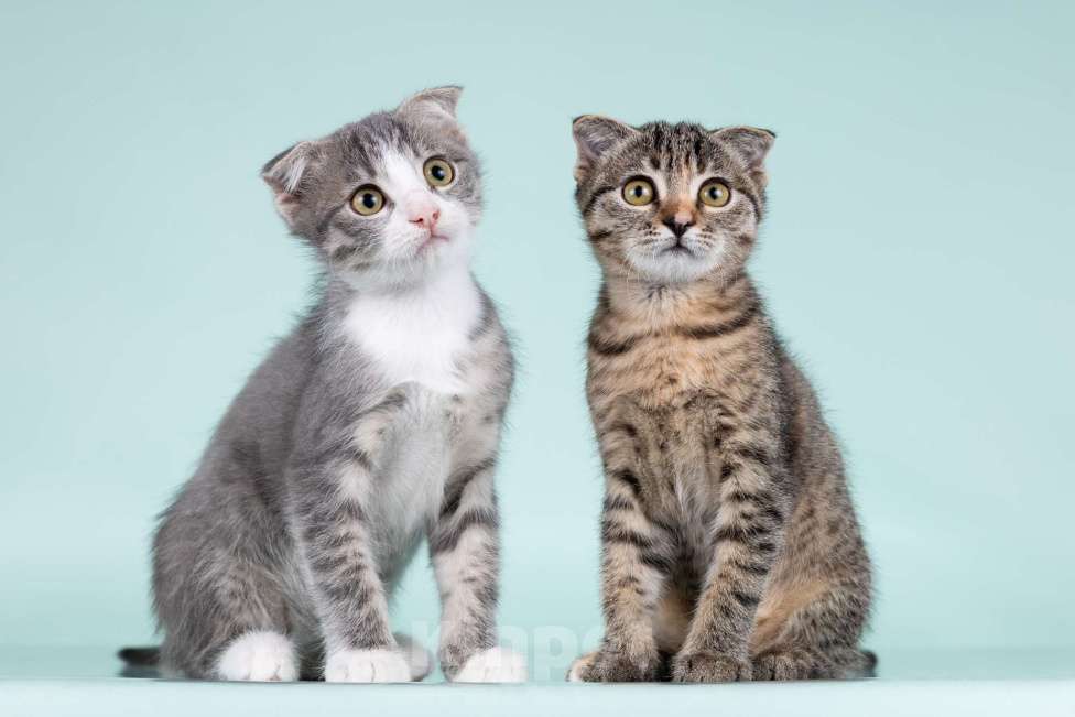 Кошки в Москве: Вислоухие котята в добрые руки Мальчик, 1 руб. - фото 2