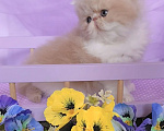 Кошки в Москве: Шикарный персидский котёнок Мальчик, Бесплатно - фото 2