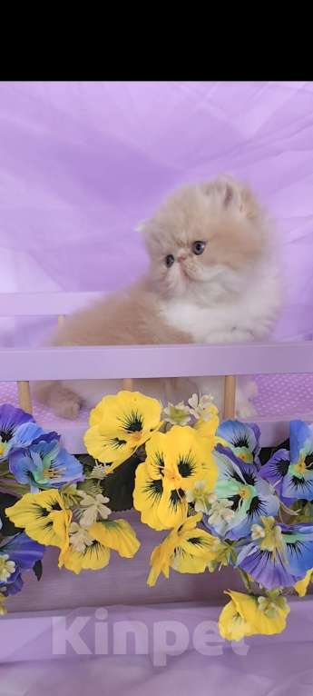 Кошки в Москве: Шикарный персидский котёнок Мальчик, Бесплатно - фото 2