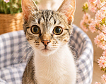 Кошки в Санкт-Петербурге: Котенок в добрые руки Девочка, Бесплатно - фото 3
