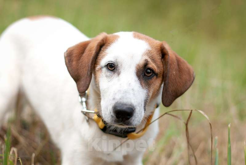 Собаки в Москве: Щенок метис спаниеля Берта в добрые руки Девочка, Бесплатно - фото 3