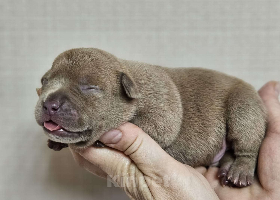 Собаки в Москве: Девочка Покет (Ранний резерв). Девочка, 80 000 руб. - фото 2