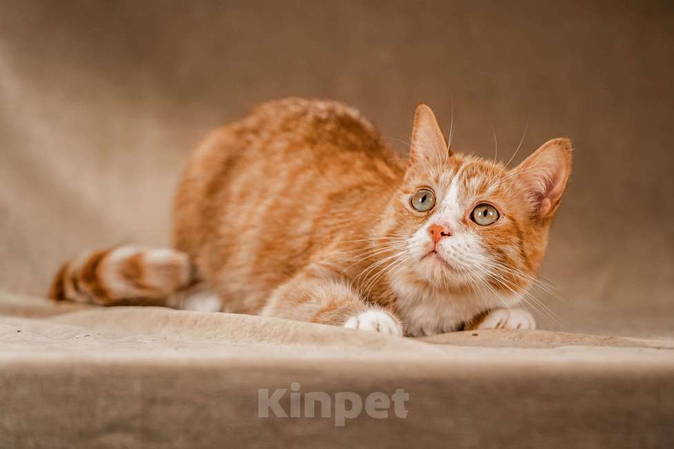 Кошки в Клине: Базилио — ласковый и скромный котик Мальчик, Бесплатно - фото 3