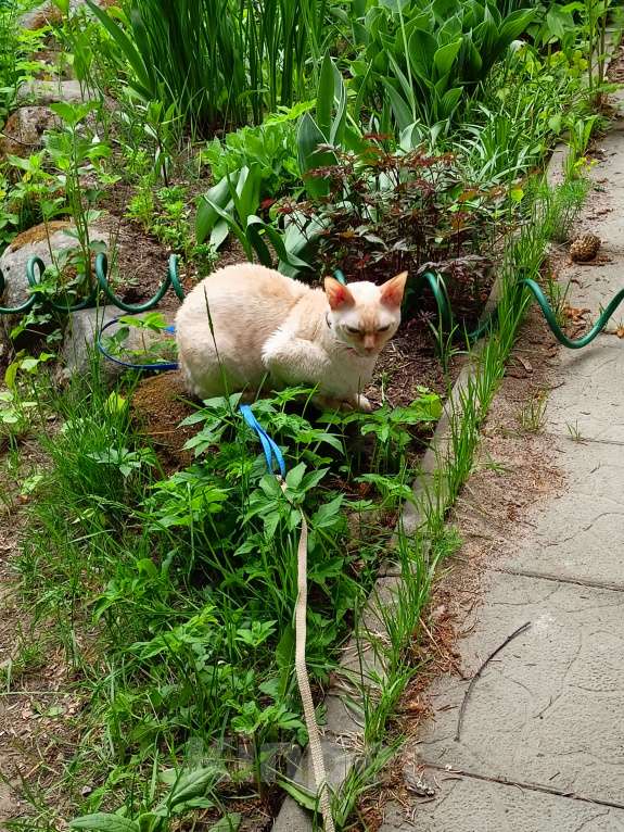 Кошки в Санкт-Петербурге: Потерялась кошка Девочка, 5 000 руб. - фото 2