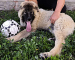 Собаки в Курске: Щенок кавказской овчарки Девочка, 20 000 руб. - фото 3