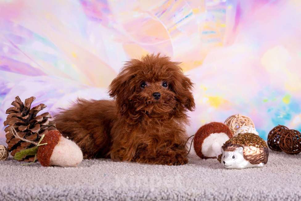 Собаки в Балашихе: Амур микро мальчик той-пудель Тедди тикап Мальчик, 250 000 руб. - фото 6