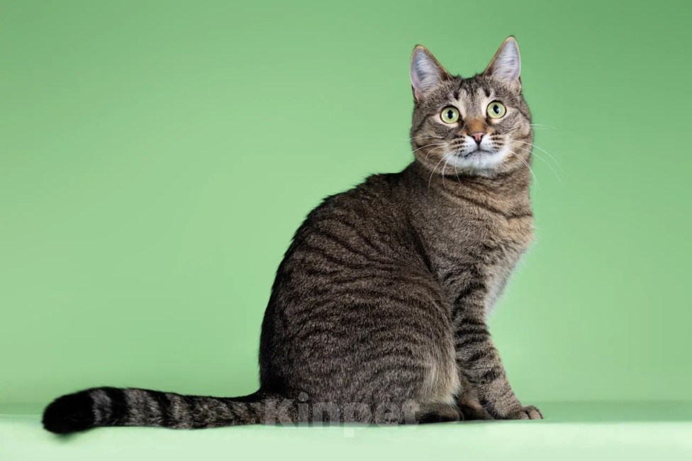 Кошки в Москве: Кошка Мария ищет дом Девочка, Бесплатно - фото 7