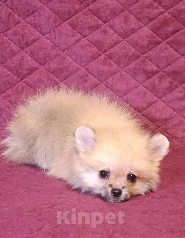 Собаки в Москве: Мини мальчик  Мальчик, 25 000 руб. - фото 4