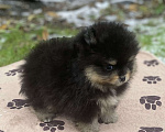 Собаки в Дмитрове: померанский шпиц Мальчик, 30 000 руб. - фото 2