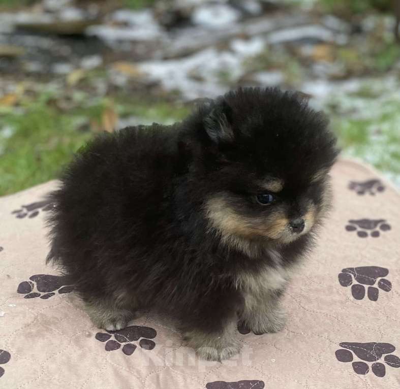 Собаки в Дмитрове: померанский шпиц Мальчик, 30 000 руб. - фото 2