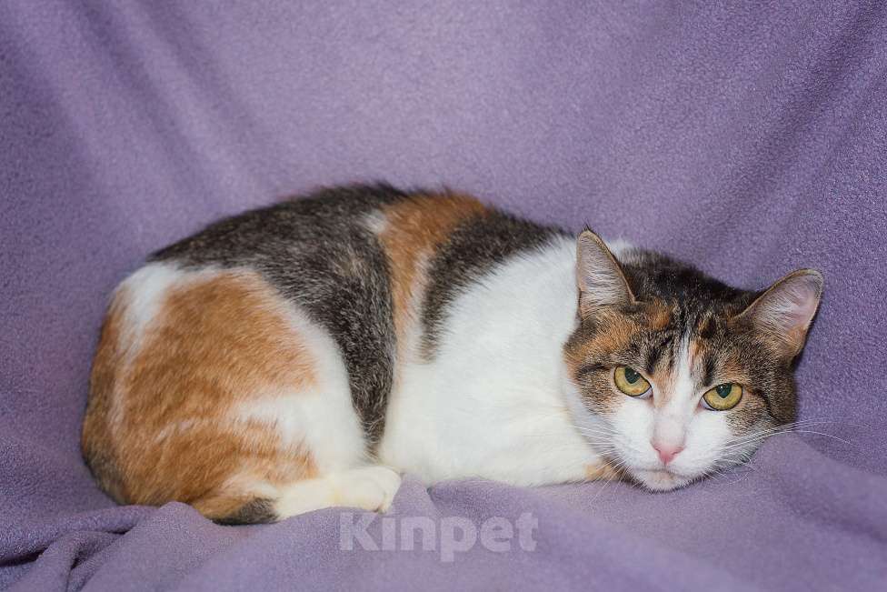 Кошки в Москве: Кото-булочное изделие в поисках семьи  Девочка, Бесплатно - фото 2