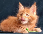 Кошки в Санкт-Петербурге: котенок мейн кун Мальчик, Бесплатно - фото 4