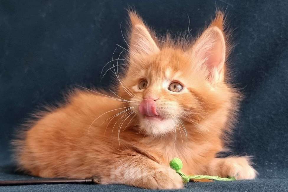 Кошки в Санкт-Петербурге: котенок мейн кун Мальчик, Бесплатно - фото 4