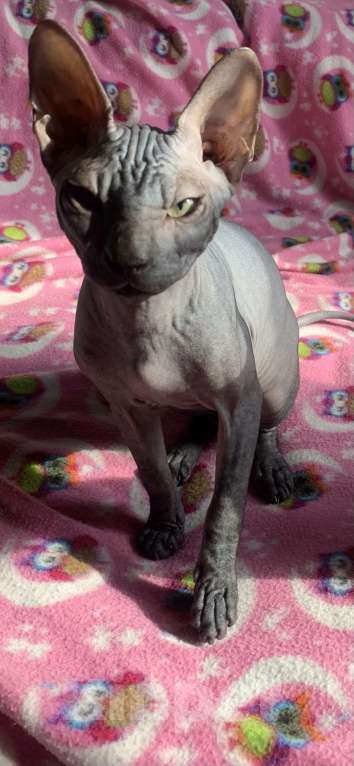 Кошки в Москве: Предлагаю котика Донского сфинкса  Мальчик, 45 000 руб. - фото 6