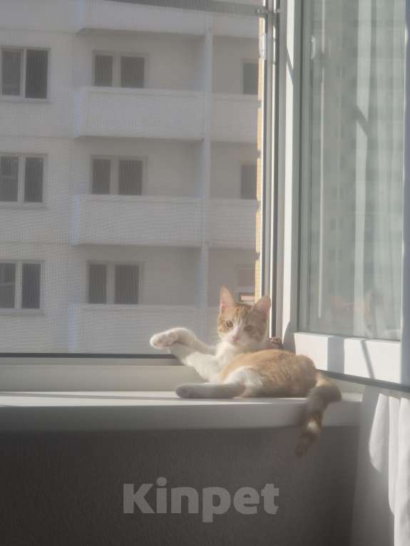 Кошки в Ростове-на-Дону: Ищем хорошие руки мальчику Мальчик, Бесплатно - фото 7