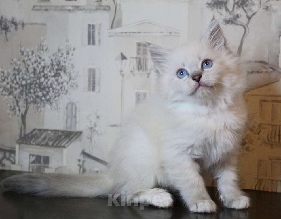 Кошки в Кирове: Шикарный малыш  Мальчик, Бесплатно - фото 3