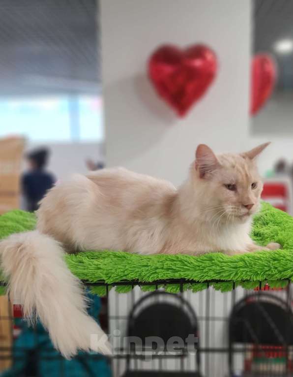 Кошки в Москве: Мейн-кун мальчик Мальчик, 90 000 руб. - фото 5