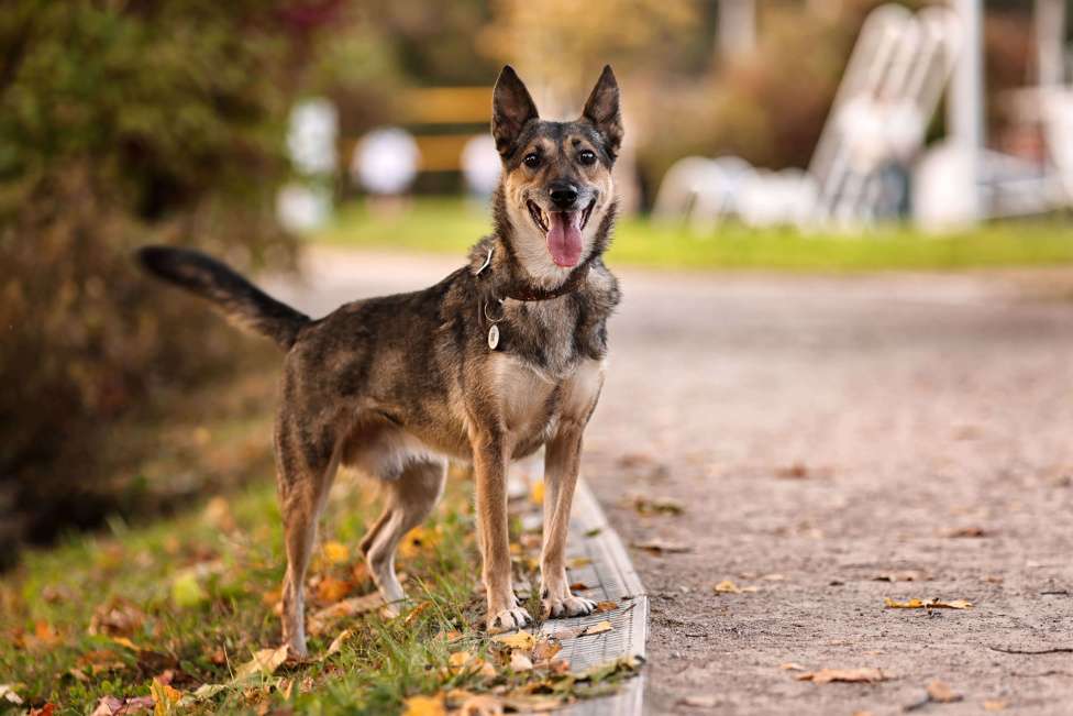 Собаки в Москве: Коротколапик Бадди ищет дом Мальчик, Бесплатно - фото 4