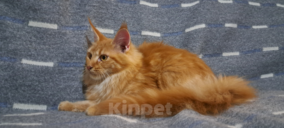 Кошки в Москве: Котенок Мейн кун Девочка, 48 000 руб. - фото 3