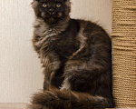 Кошки в Москве: Котенок мейнкун черный дым Мальчик, 40 000 руб. - фото 3