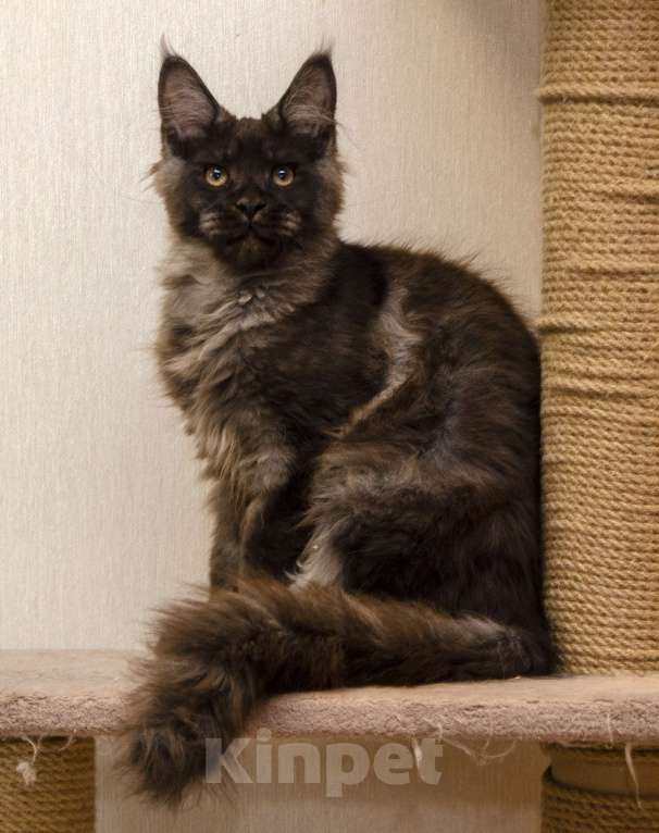 Кошки в Москве: Котенок мейнкун черный дым Мальчик, 40 000 руб. - фото 3