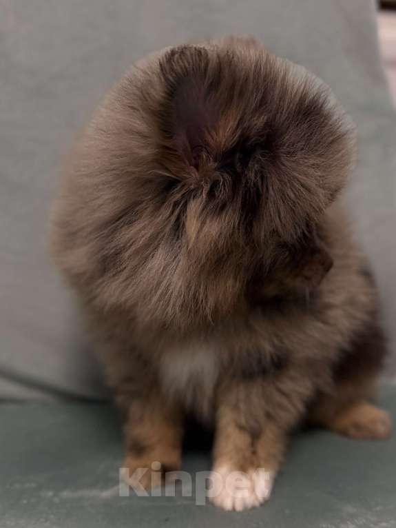 Собаки в Петрозаводске: Щенки шпица Разнополые, 30 000 руб. - фото 2