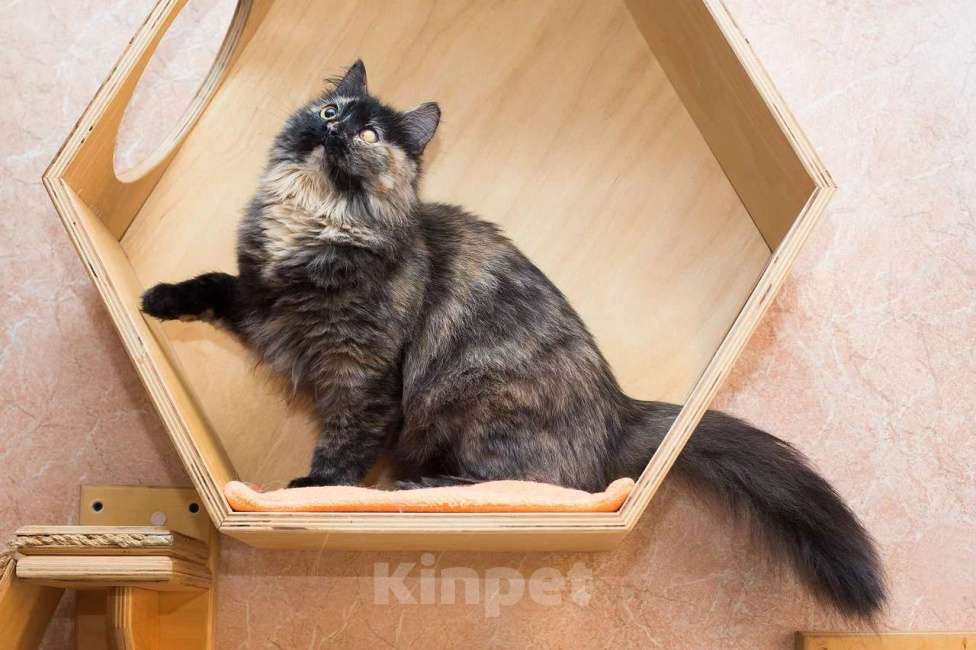 Кошки в Москве: Когда же ты уже наконец найдешь свой дом Девочка, Бесплатно - фото 5