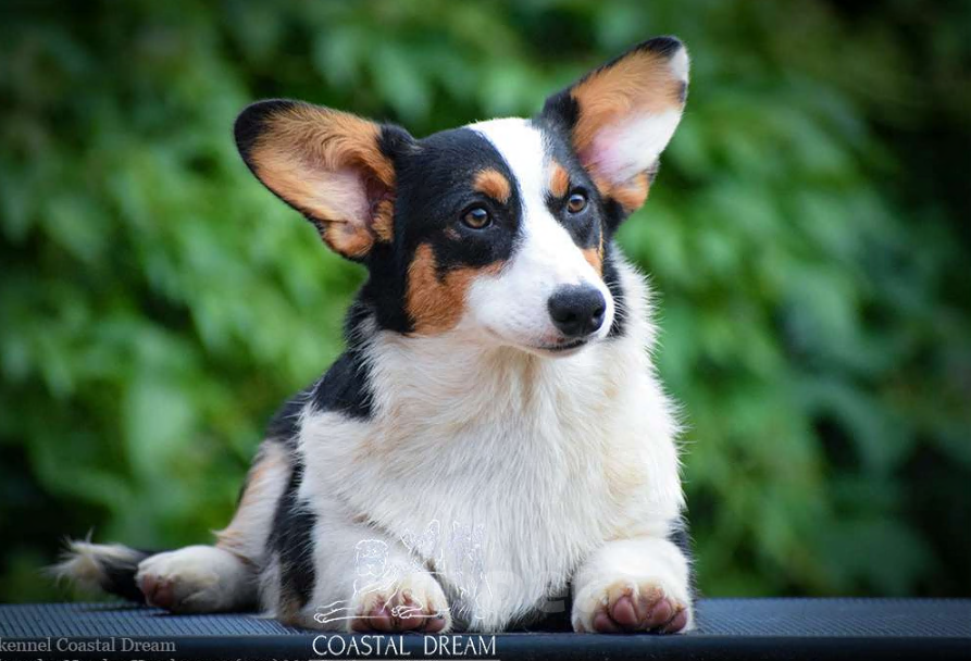 Собаки в Москве: Вельш корги кардиган (девочка) Девочка, 30 000 руб. - фото 3
