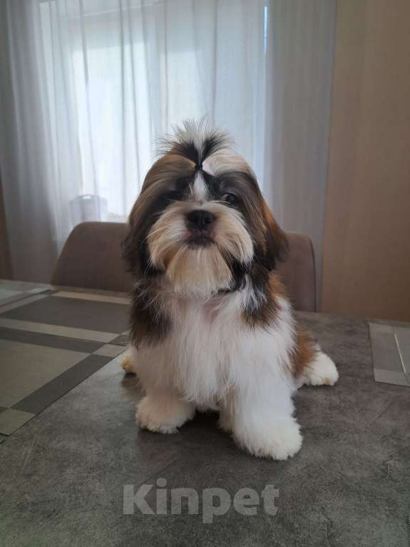 Собаки в других городах Тверской области: Мальчик Ши-тцу  Мальчик, Бесплатно - фото 6