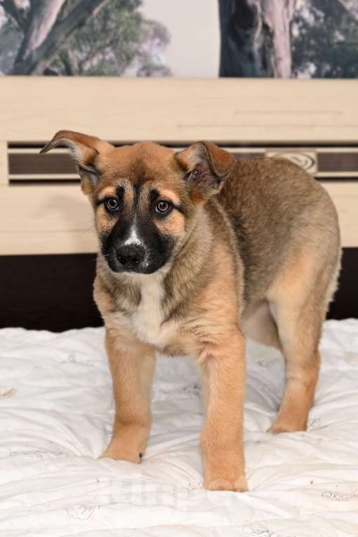 Собаки в других городах Московской области: Мечта-  девочка 4 мес. Вам нужен Друг что способен слушать звезды  и шорох дождя - это Мечта ваша!!! Девочка, 1 000 руб. - фото 2