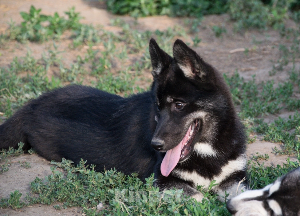Собаки в Волгограде: Щенок сибирский хаски агути  Девочка, 40 000 руб. - фото 2