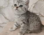 Кошки в Уфе: Шотландская кошечка  Девочка, 8 000 руб. - фото 1