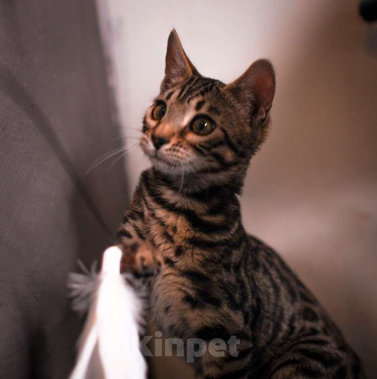 Кошки в Москве: Бенгал котенок  Мальчик, 35 000 руб. - фото 5