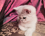 Кошки в Москве: Котята Британской серебристой Шиншиллы Мальчик, Бесплатно - фото 1
