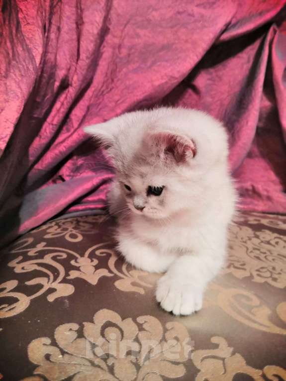 Кошки в Москве: Котята Британской серебристой Шиншиллы Мальчик, Бесплатно - фото 1