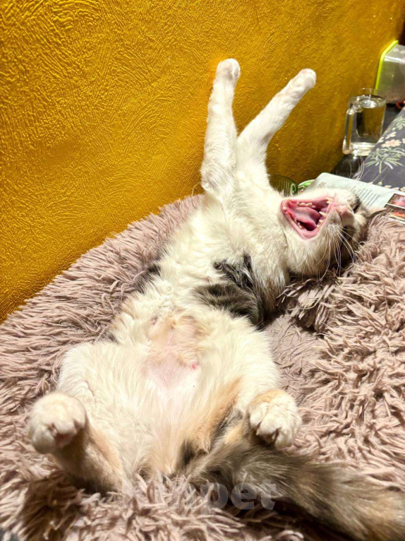 Кошки в Ростове-на-Дону: Кошечке - Трехцветочке срочно нужен дом Девочка, Бесплатно - фото 8