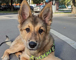 Собаки в Москве: Щенок Рэй ищет дом Мальчик, Бесплатно - фото 6