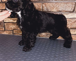 Собаки в Касимове: Щенок американского кокер спаниеля  Мальчик, 40 000 руб. - фото 3