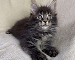 Кошки в Дмитрове: Черный мраморный мальчик мейн кун Мальчик, 30 000 руб. - фото 3
