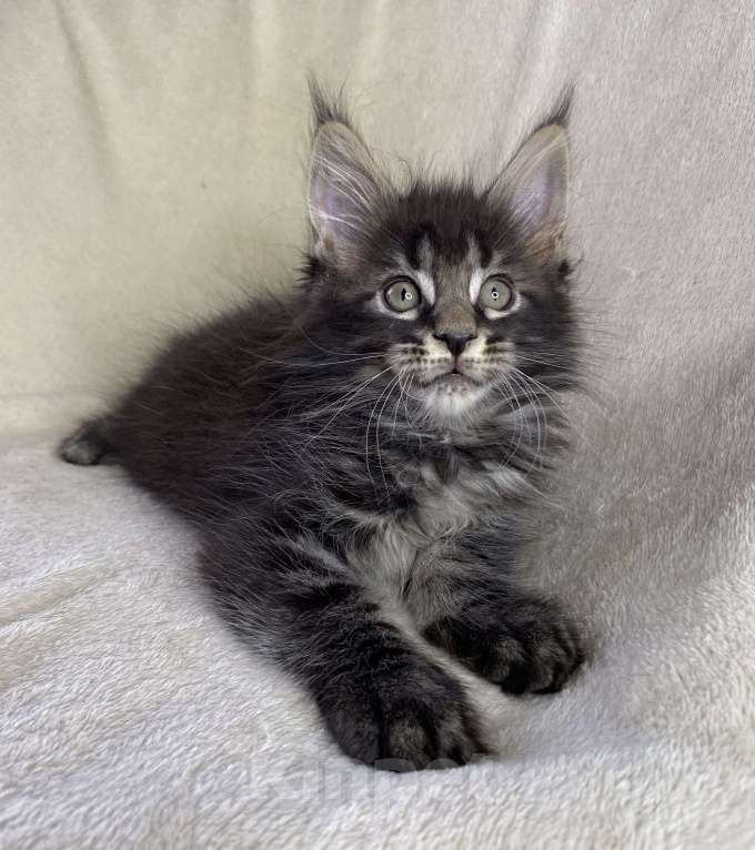 Кошки в Дмитрове: Черный мраморный мальчик мейн кун Мальчик, 30 000 руб. - фото 3