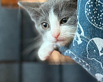 Кошки в Сосновом Бору: Котенок Кексик Мальчик, Бесплатно - фото 10