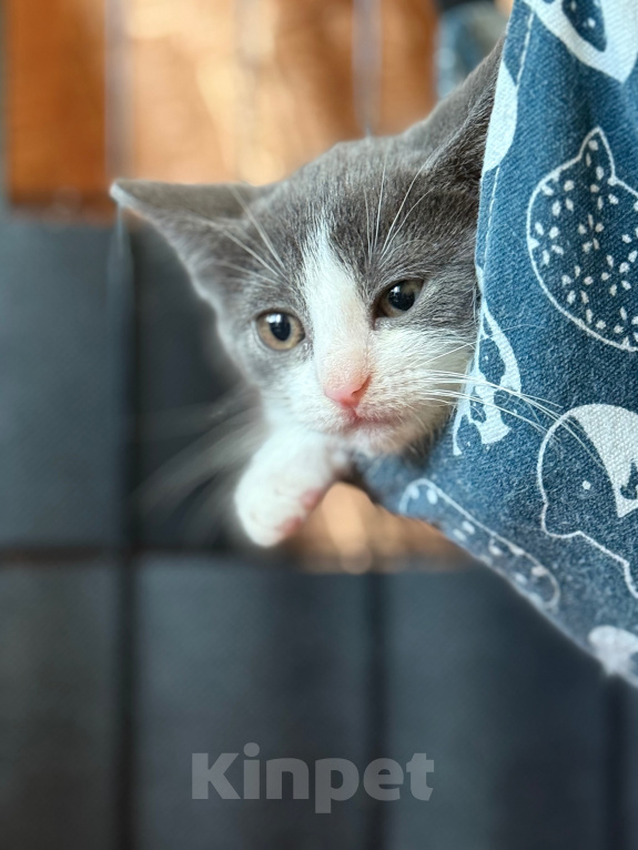 Кошки в Сосновом Бору: Котенок Кексик Мальчик, Бесплатно - фото 10