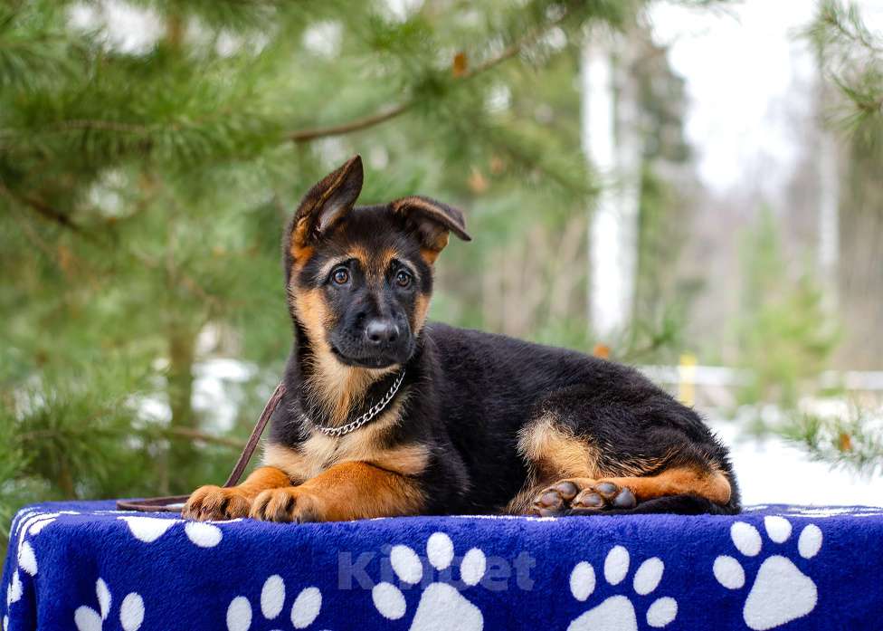 Собаки в других городах Московской области: Девочка  топ класса  Девочка, 60 000 руб. - фото 5